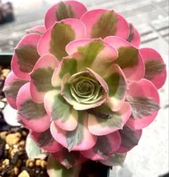 魅金ローズ錦 アエオニウム 多肉植物 - メルカリ