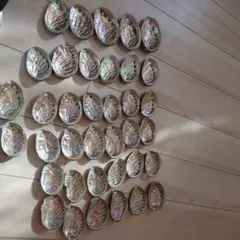 アワビ 貝殻 まとめ売り  ハンドメイド