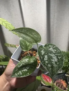 haruhika様 リクエスト 2点 まとめ商品