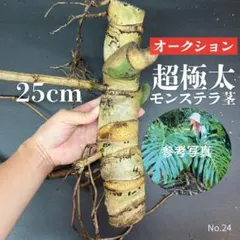 매우 두꺼운 몬스테라 줄기 25cm (부모 포함) 스톡 사진