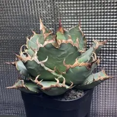 2025年最新】 アガベ シーザー セットの人気アイテム - メルカリ