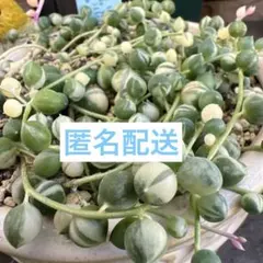 【匿名配送】多肉植物♡斑入りグリーンネックレス【カット苗】