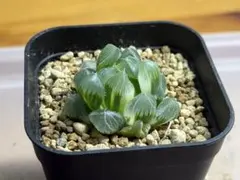 v*l様 白線レンズオブツーサ錦 ❸ ハオルチア