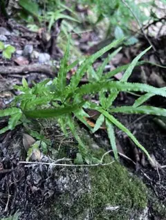「たかちゃんさま」専用　シダ・苔