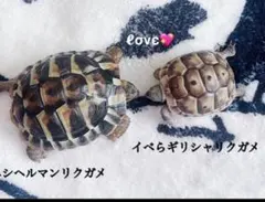 なぽの箱(即日発送)様専用　オーダー作品確認用出品