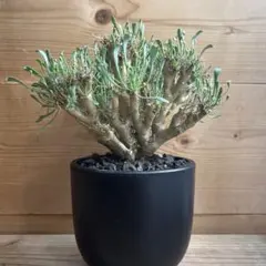 2025年最新】オトンナ ユーフォルビオイデスの人気アイテム