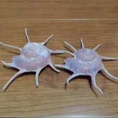 貝殻標本　ハリナガリンボウ　（蓋つき）