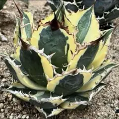 2025年最新】スナグルトゥース 子株の人気アイテム - メルカリ