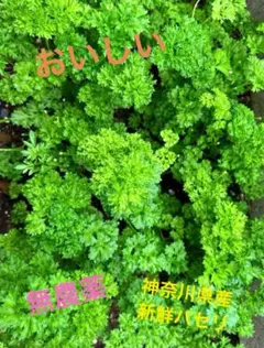 ⭐chopin⭐様専用