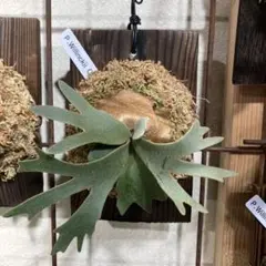 2026年最新】ウィリンキー omgの人気アイテム - メルカリ