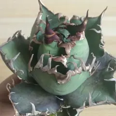 2025年最新】台湾アガベの人気アイテム - メルカリ