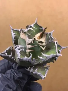 2025年最新】ゴリ猫の人気アイテム - メルカリ