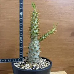 南ア産・発根済】エンセファラルトス・ホリダス 約2cm｜No182-50