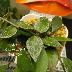 2025年最新】ホヤ 植物の人気アイテム - メルカリ