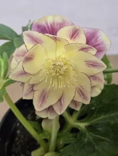 H&D様 リクエスト 2点 まとめ商品