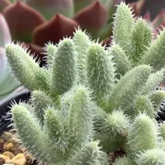 多肉植物　デロスペルマ　雷童錦　抜き苗全量！！　Aのサムネイル