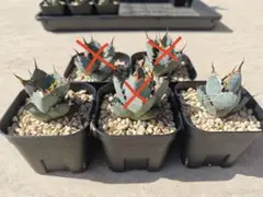 2025年最新】アガベBBの人気アイテム - メルカリ