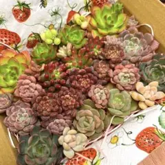 多肉植物⭐︎寄せ植えセットB⭐︎