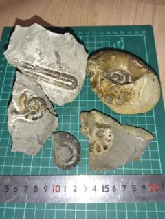 2025年最新】北海道産アンモナイトの人気アイテム - メルカリ