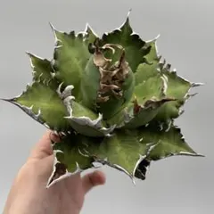 2025年最新】アガベ レッドキャットウィーズルの人気アイテム - メルカリ