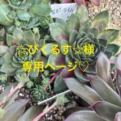 ☆ぴくるす☆様 専用ページ♡