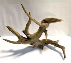 【流木 】ユニークな形　ブランチスタンド エアプラツ チランジア インテリアに…