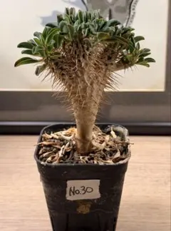 2026年最新】ギラウミニアナ 実生の人気アイテム - メルカリ