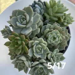多肉植物 カット苗 エケベリア セダム 七福神 多肉 - メルカリ