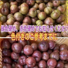 鹿児島産すもも9キロ - メルカリ