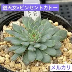 2025年最新】ビンセントカトーの人気アイテム - メルカリ