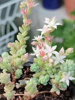 春萌 347 セダム 多肉植物 抜き苗 鉢の中全部 - メルカリ