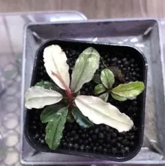 2026年最新】bucephalandra pinkの人気アイテム - メルカリ