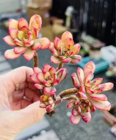 多肉植物　黄金ミニベル錦　木立 群生抜き苗　エケベリア韓 紅葉中