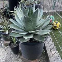 2025年最新】アガベ ブルーブライアンの人気アイテム - メルカリ