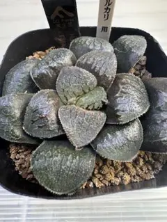 多肉植物 ハオルチア 翠雲錦 極上斑 糊斑 紫肌 親株 超美品 - メルカリ