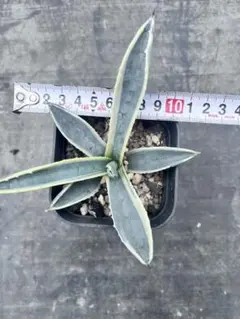 2026年最新】アガベ アメリカーナ バリエガータの人気アイテム - メルカリ