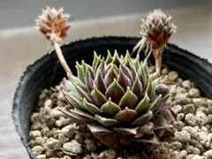 ☆ぴくるす☆様 リクエスト 2点 まとめ商品