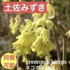 土佐みずき挿し木用挿し穂切花　ネコポス発送