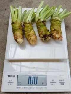 無農薬 安曇野産ミニわさび100g - メルカリ