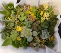 ★☆セダム多肉植物カット寄せ植えセット詰め合わせ38種以上