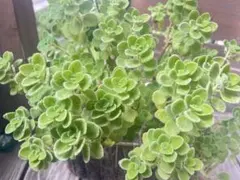 多肉植物　アロマティカス　カット苗
