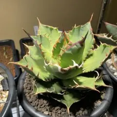 AGAVE TITANOTA FO-76 実生株 子株 - メルカリ