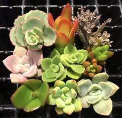特別価格❣️ ⑧ 強い品種　カット苗✖️９種類　　寄せ植えに✨　詰め合わせ　多肉弁当