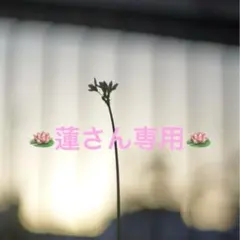 専用ページ