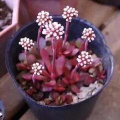 サワ姉様 リクエスト 3点 まとめ商品