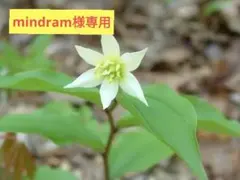mindram様専用　山野草　チゴユリ　稚児百合　10株