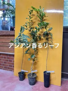 プロテア ピクシー スサラ 3.5号ロングポット苗 2点セット オージー