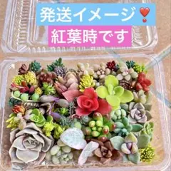 多肉植物♡カット苗 詰め合わせ（お任せ）寄せ植えのお供に メルカリ便❣️のサムネイル