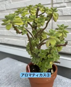 多肉植物 アロマティカス③ 根付き　抜き苗のサムネイル