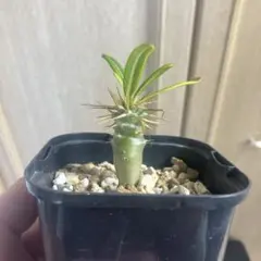 2026年最新】アンボンゲンセ 種の人気アイテム - メルカリ